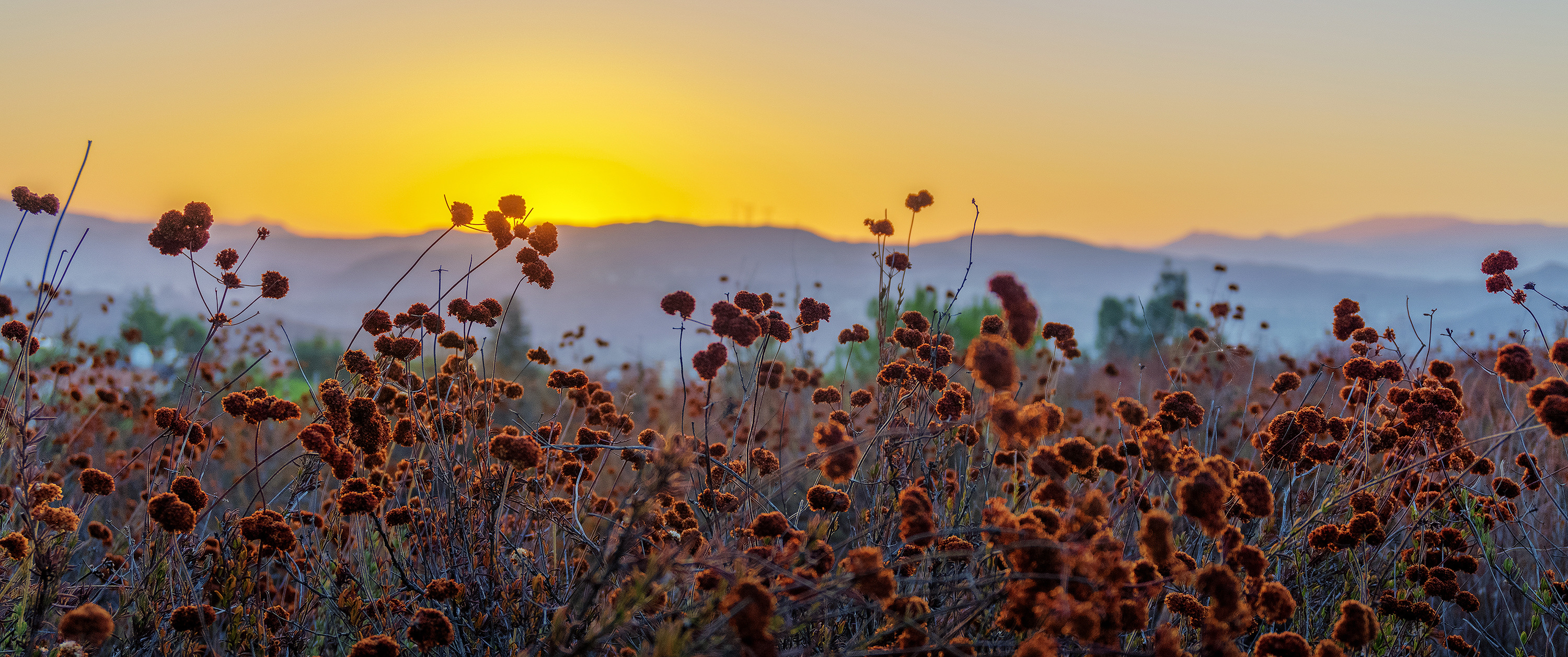 Sunrise In The Weeds