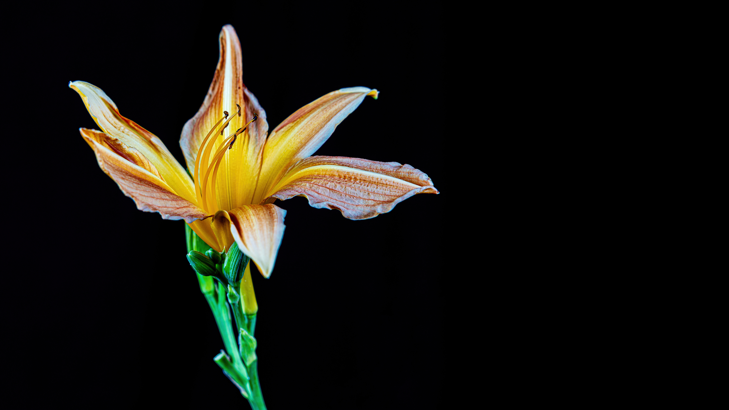 Asiatic Hybrid Lilly