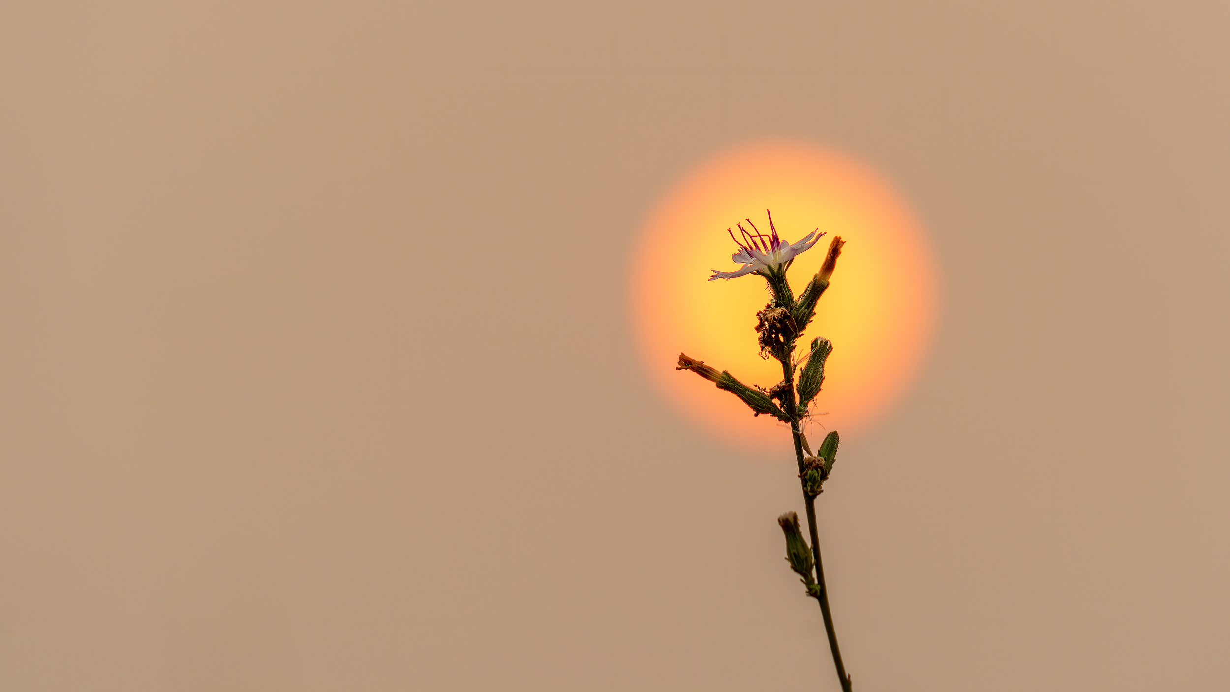Sun, Smoke and Flower