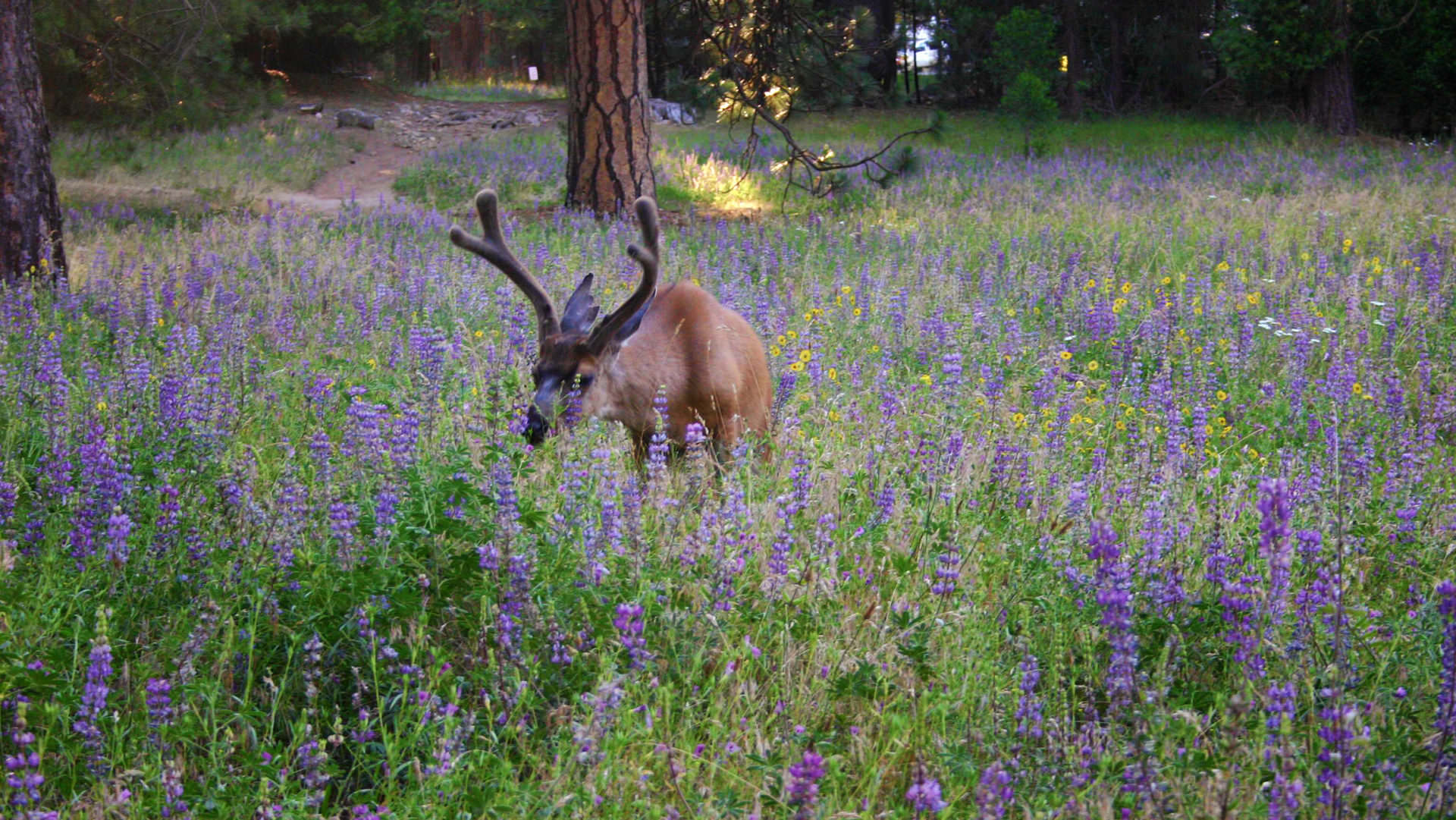 Wildlife In Yosemite National Park ‣ In The Viewfinder