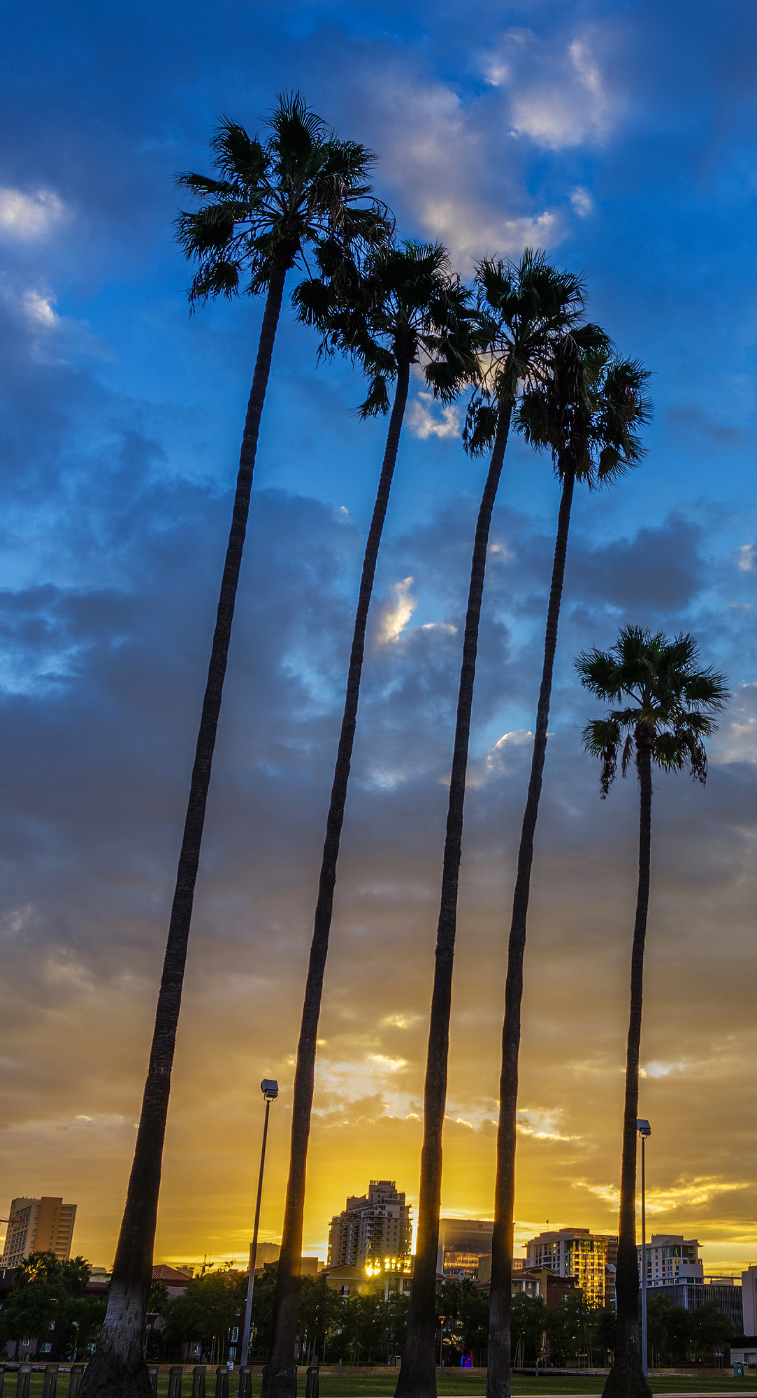San Diego Palms