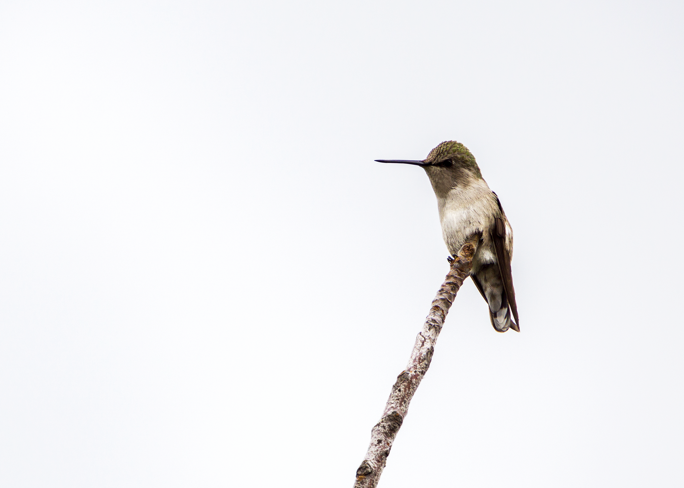 Mother Hummingbird