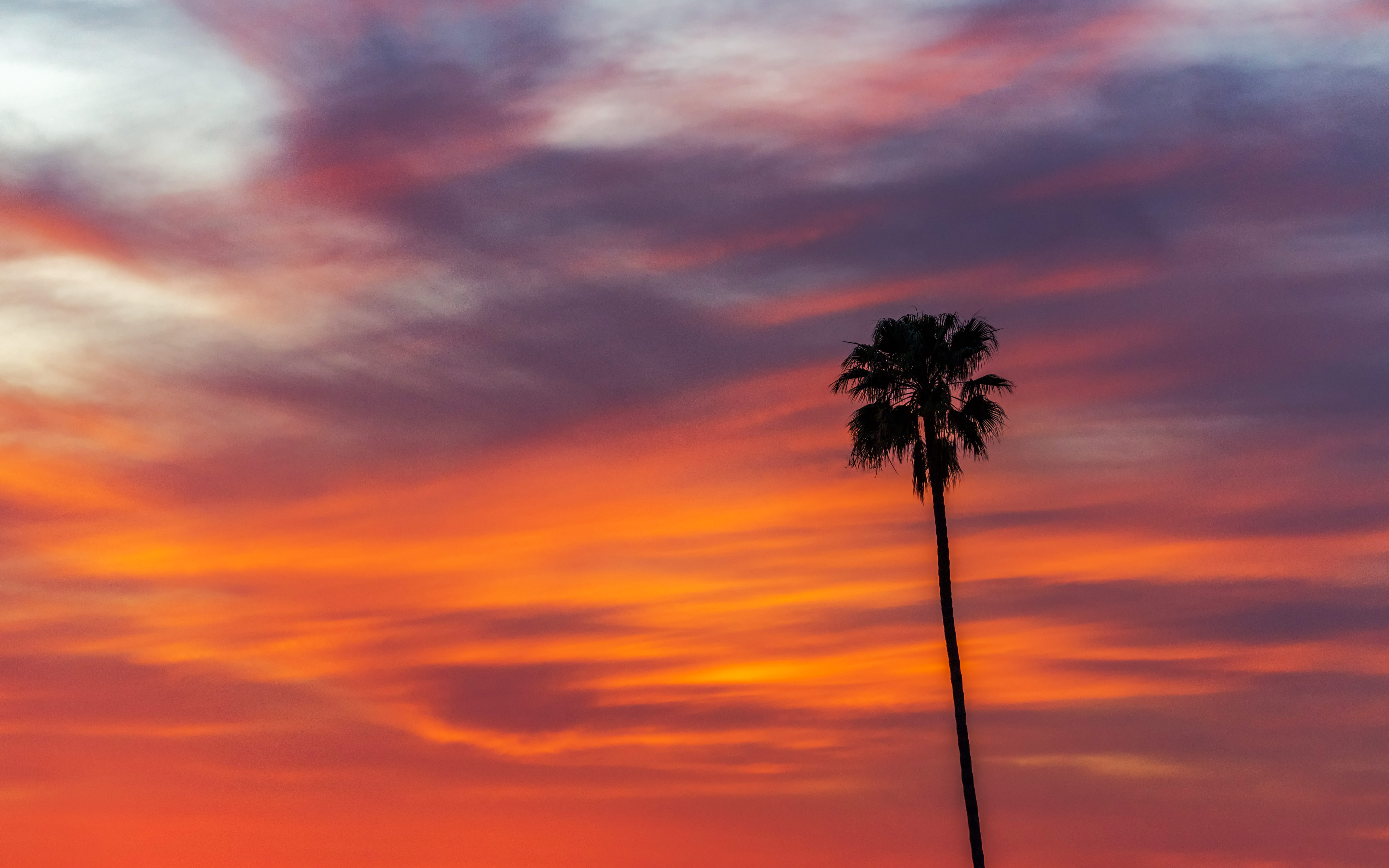 palm tree in sunset