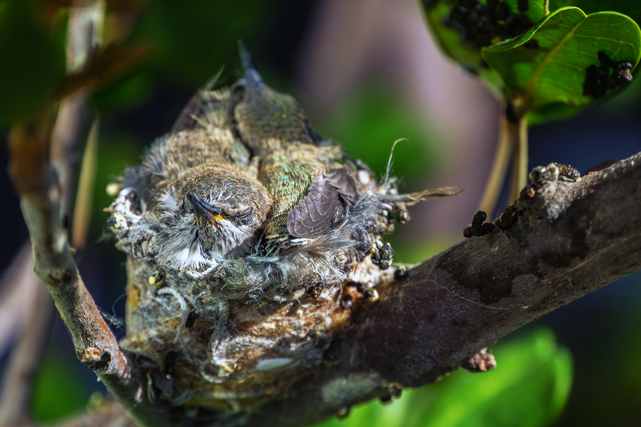 hummingbirds sleeping