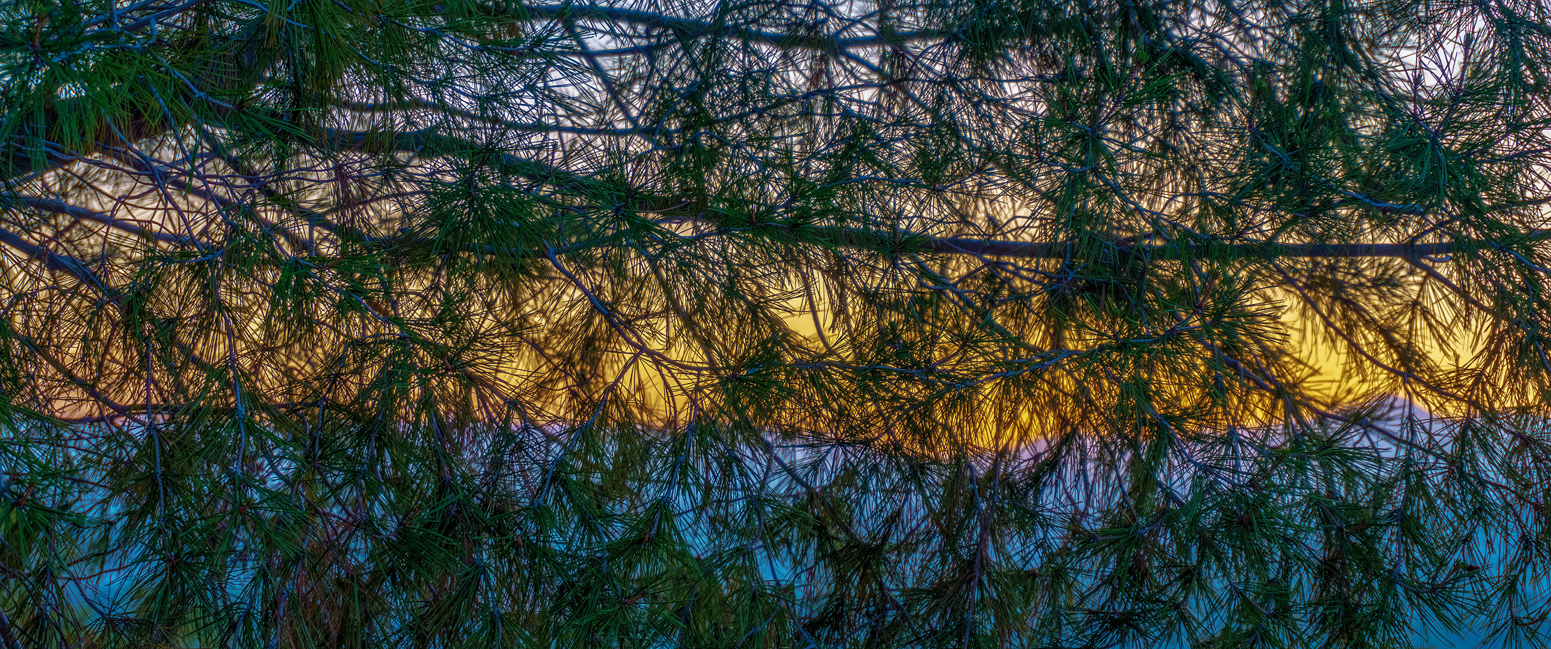 sunset through pine needles