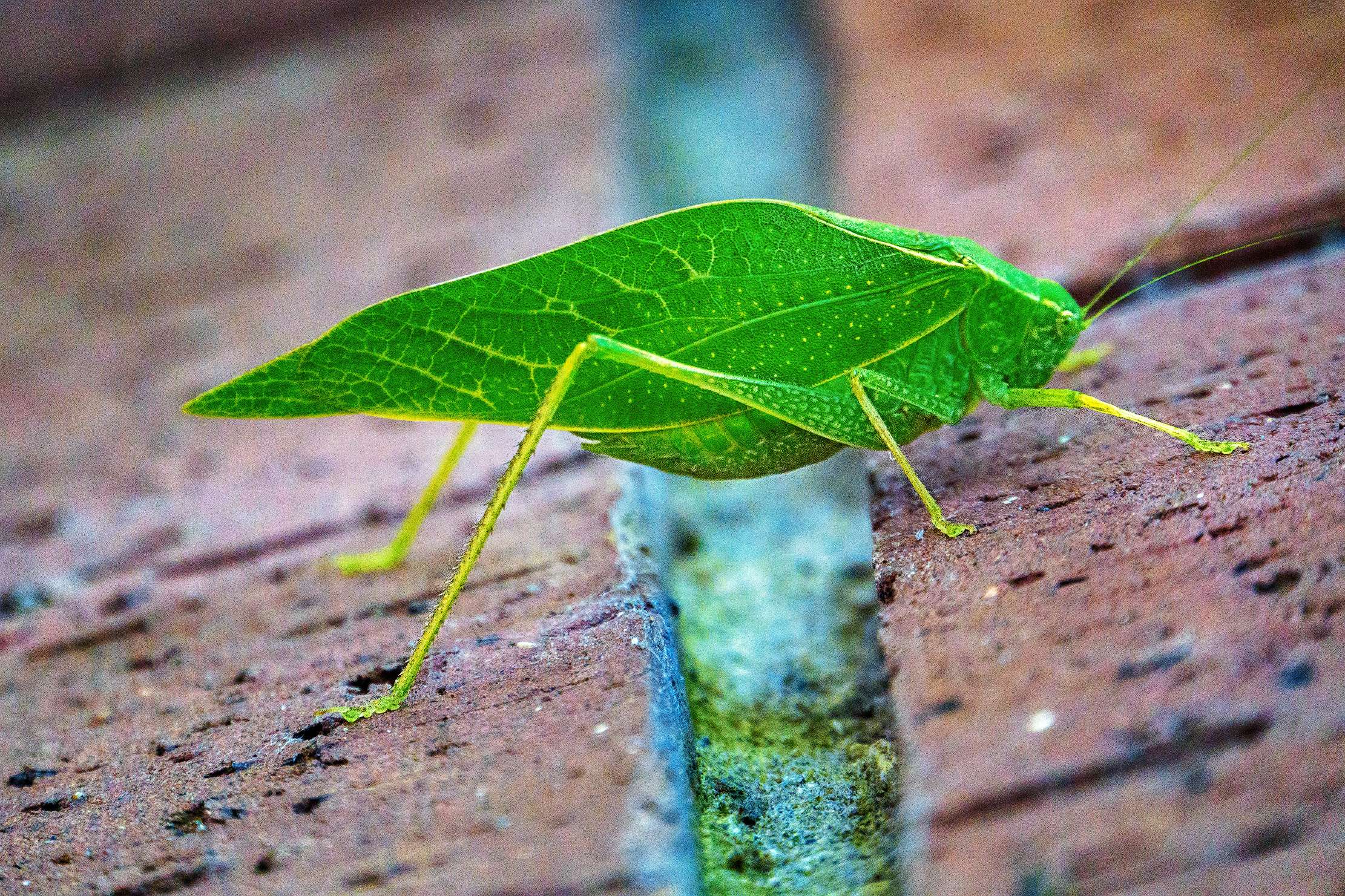 Big Leafy Bug