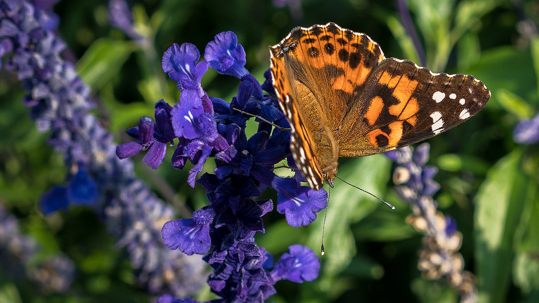 A Butterfly In Quebec City