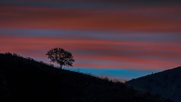 A Tree In Twilight