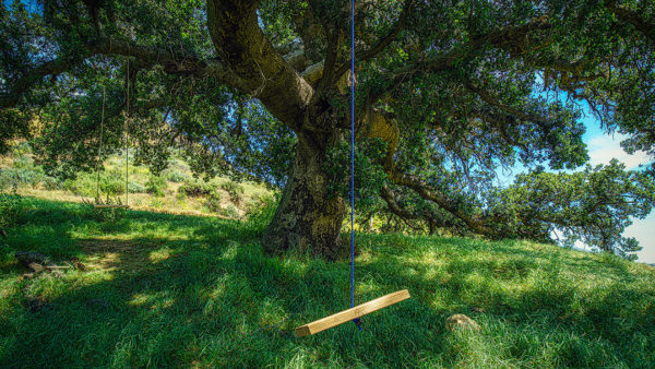 Inviting California Oak