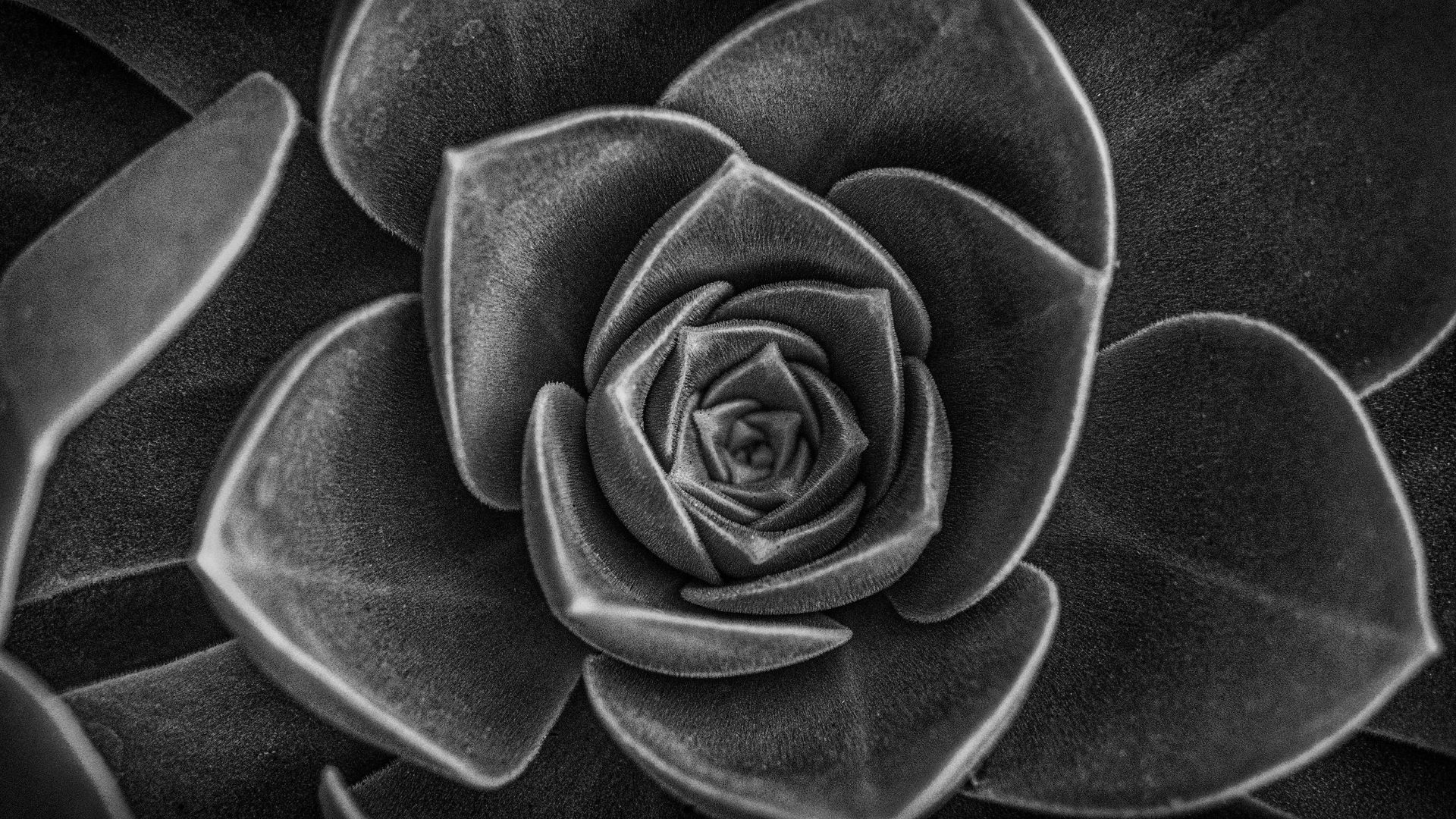 Black And White Succulent