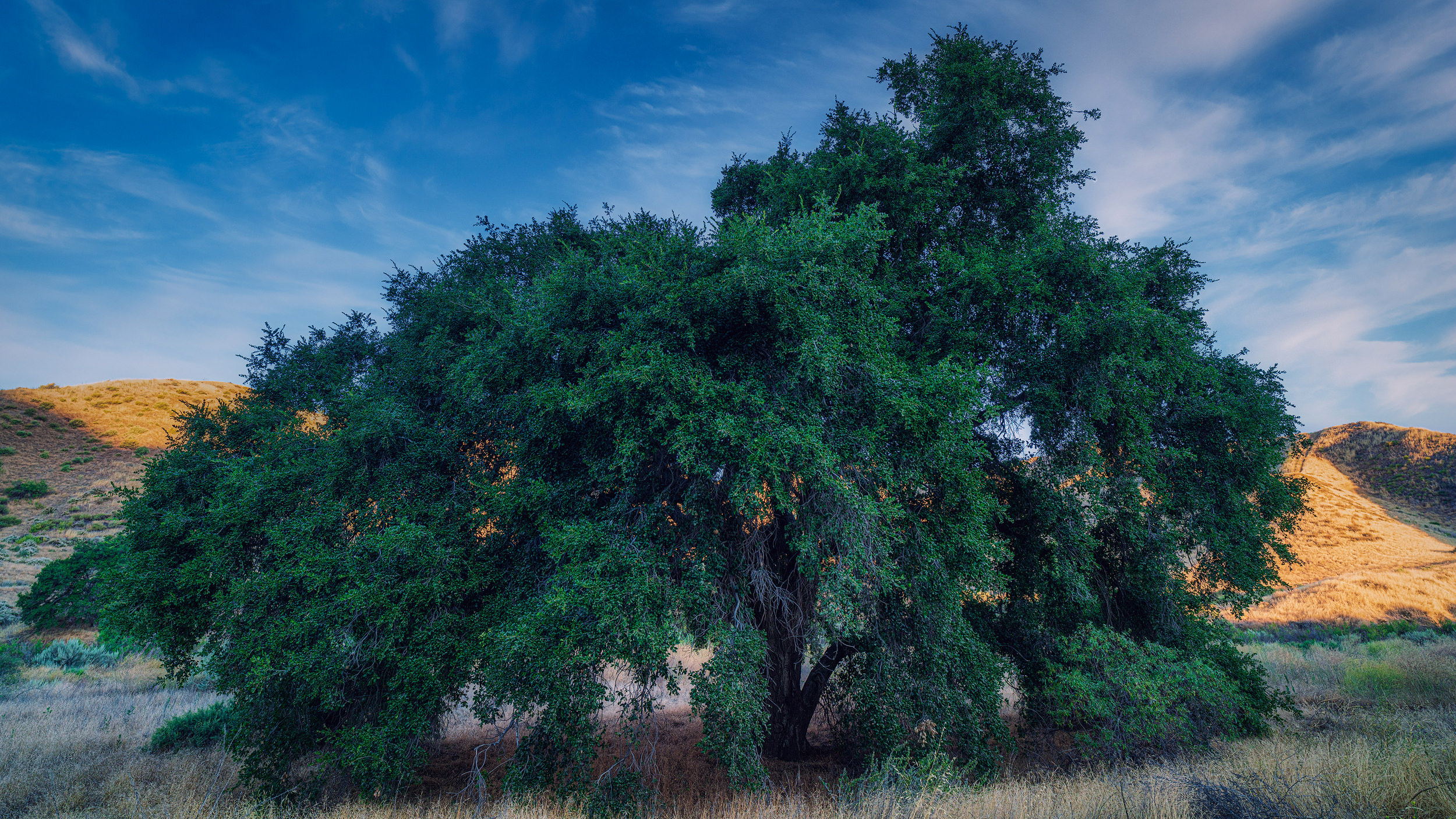 California Oak Tree