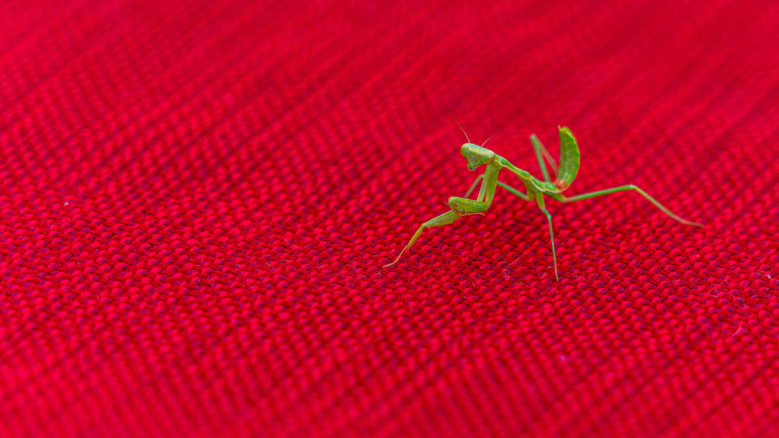 Baby Mantis on red