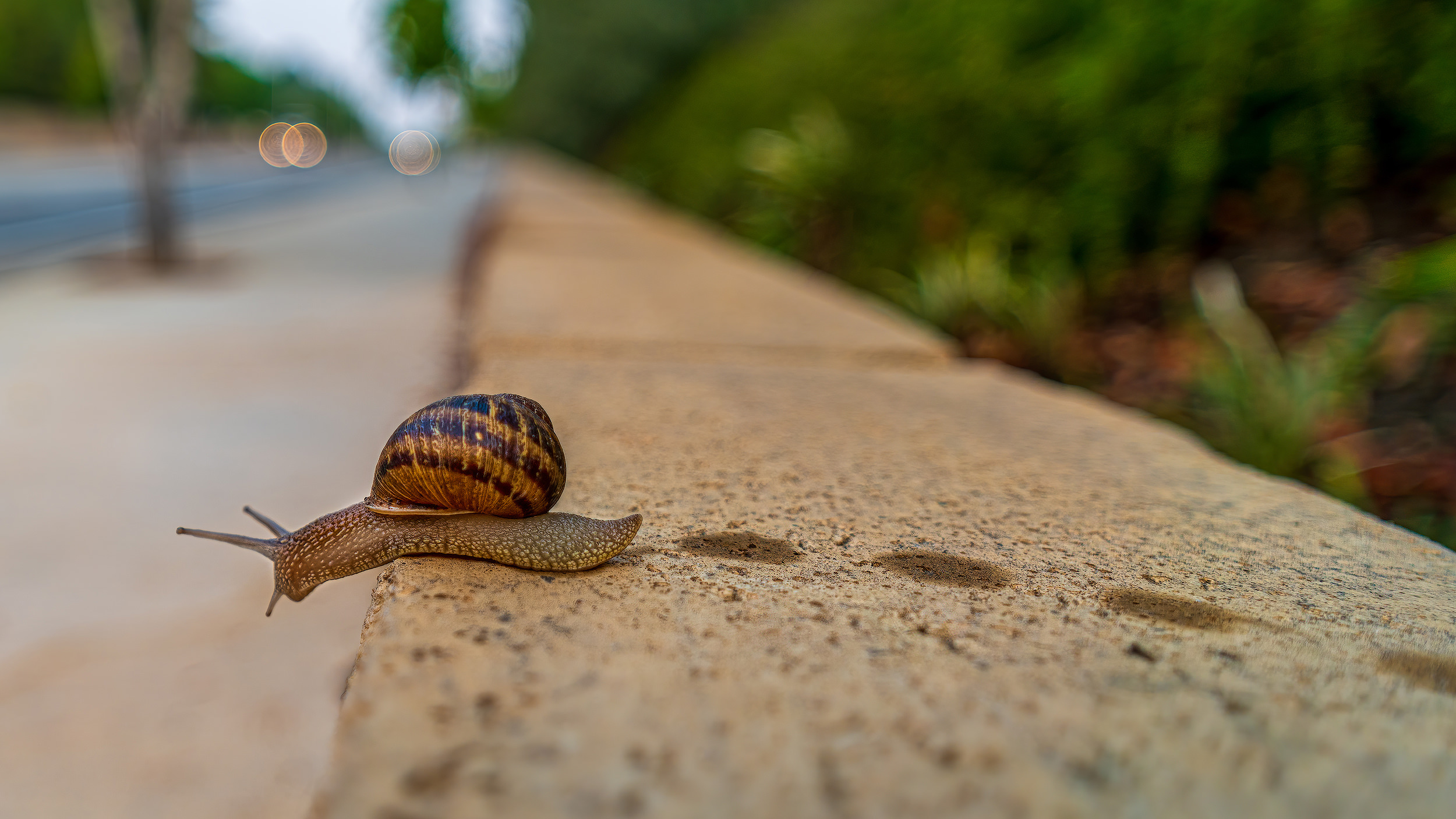 Snail Looking Over Edge