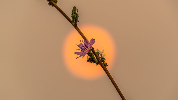Sun, Smoke and Flower
