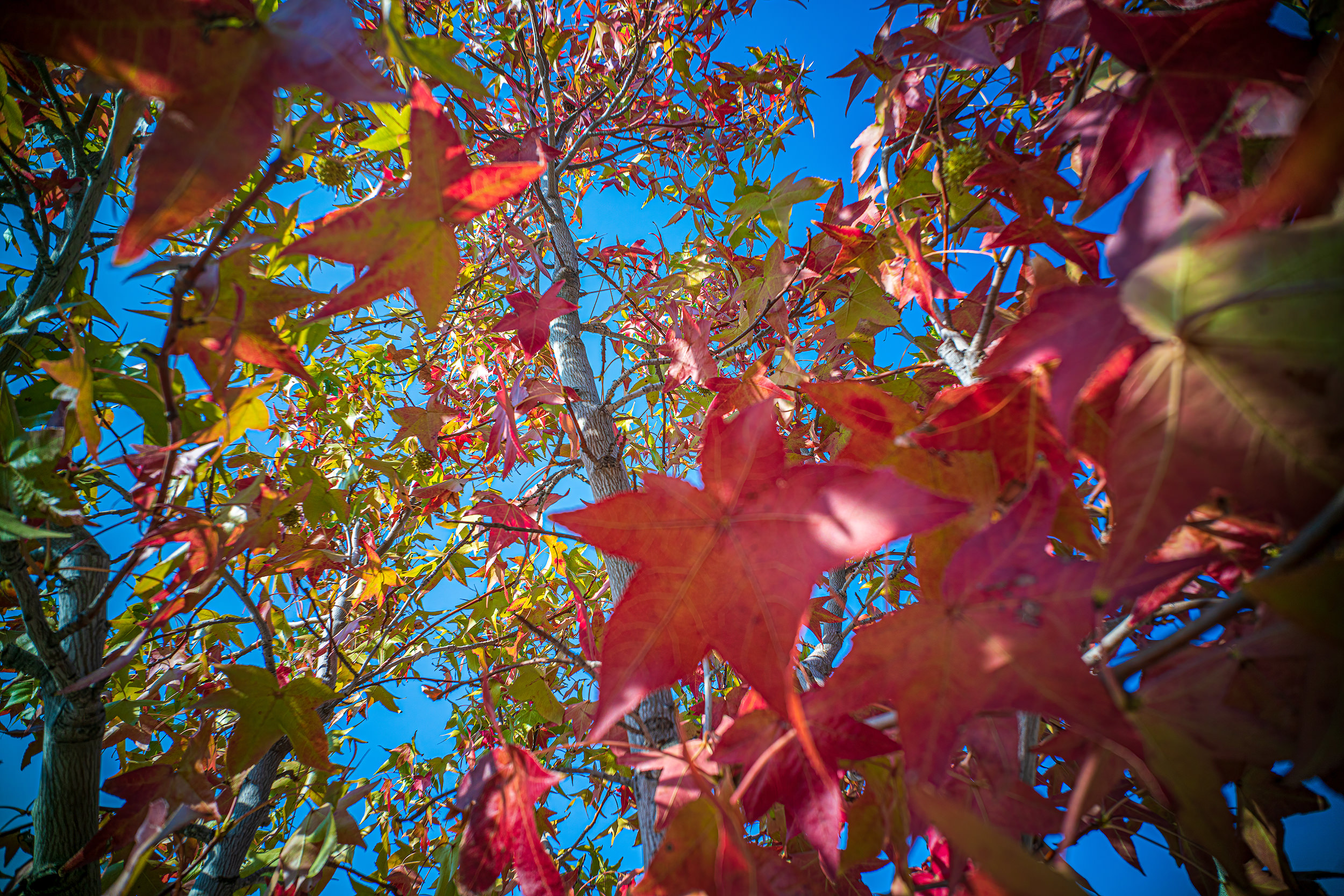 Fall Leaves in Santa Clarita, California