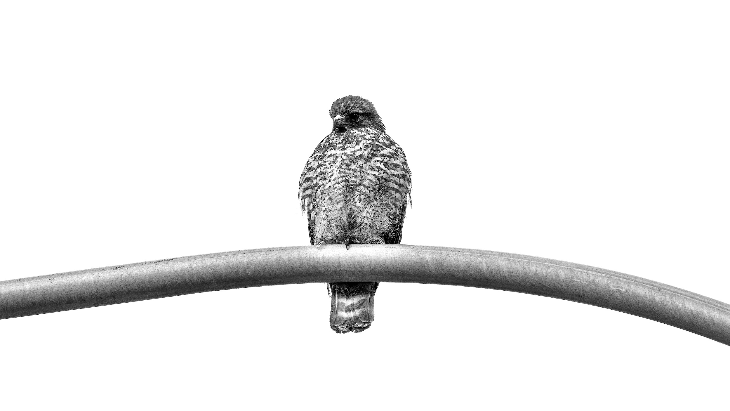Hawk on a light pole.