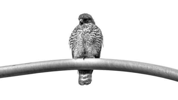 Hawk on a light pole.