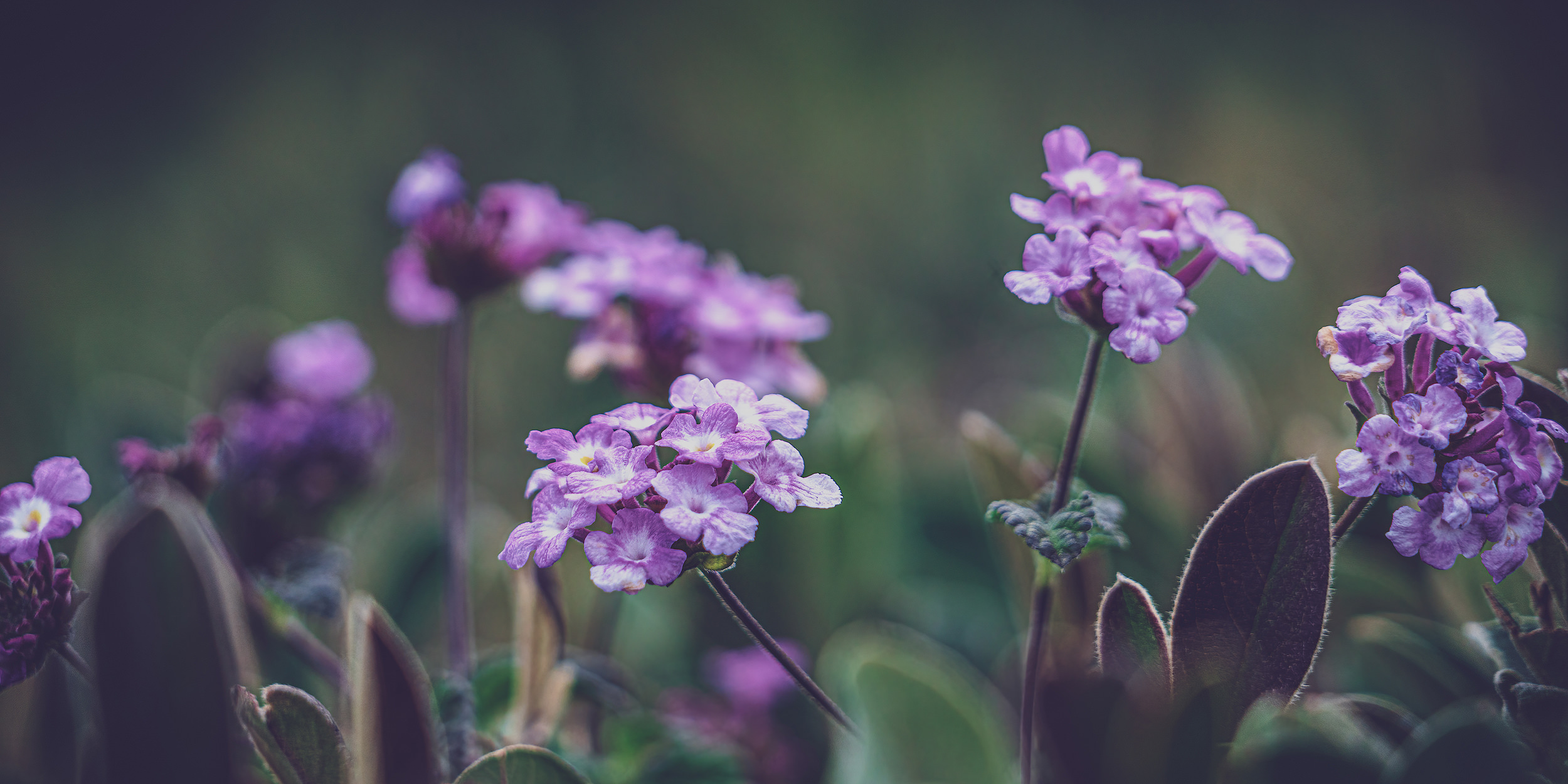 Tiny purple flowers