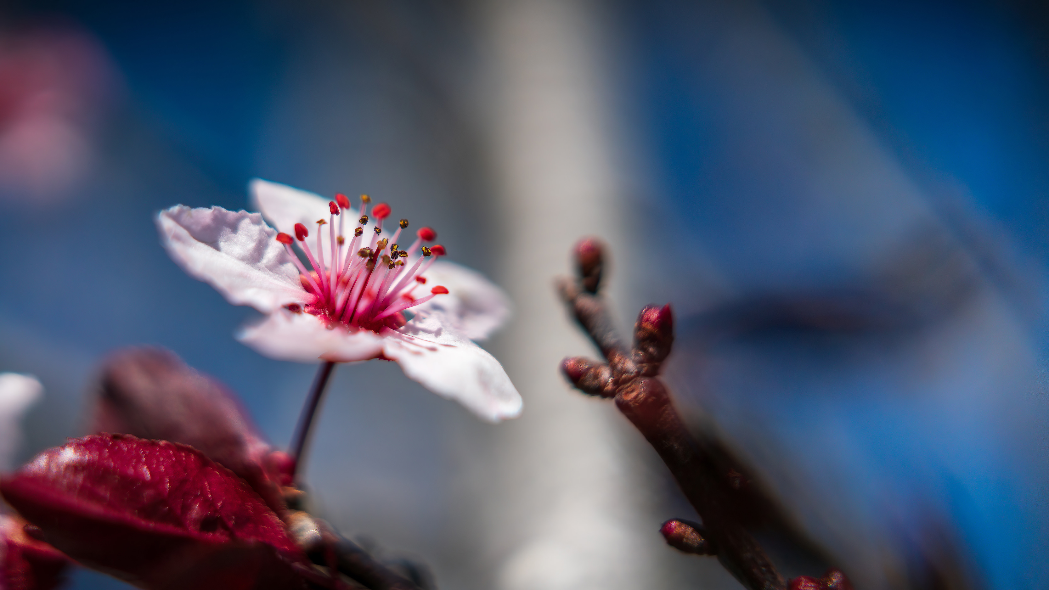 The Details - A Cherry Blossom