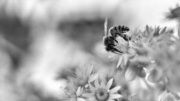 World In Macro - A Bee On A Flower