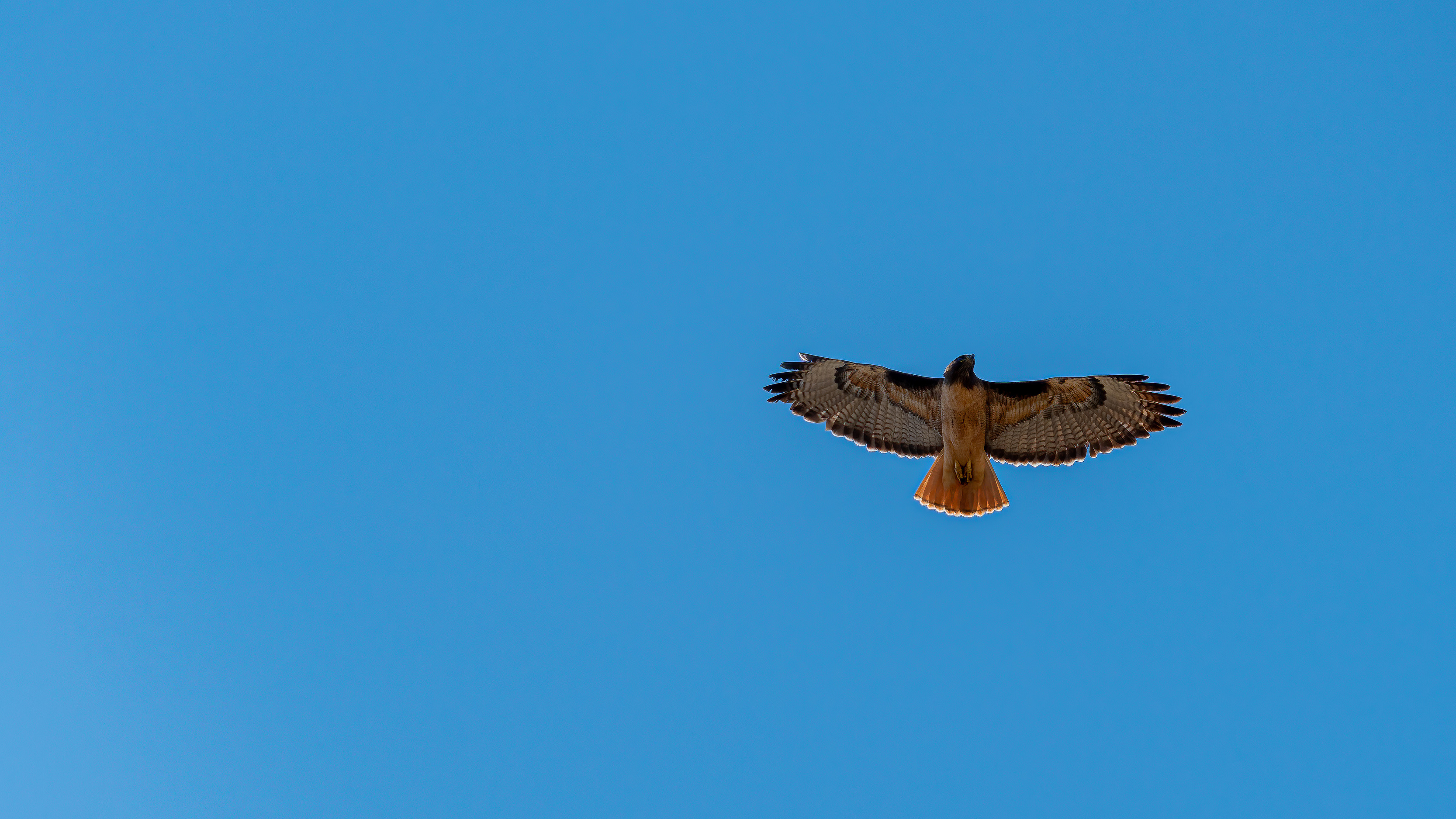 aerial brother of the wave - A Hawk In Flight