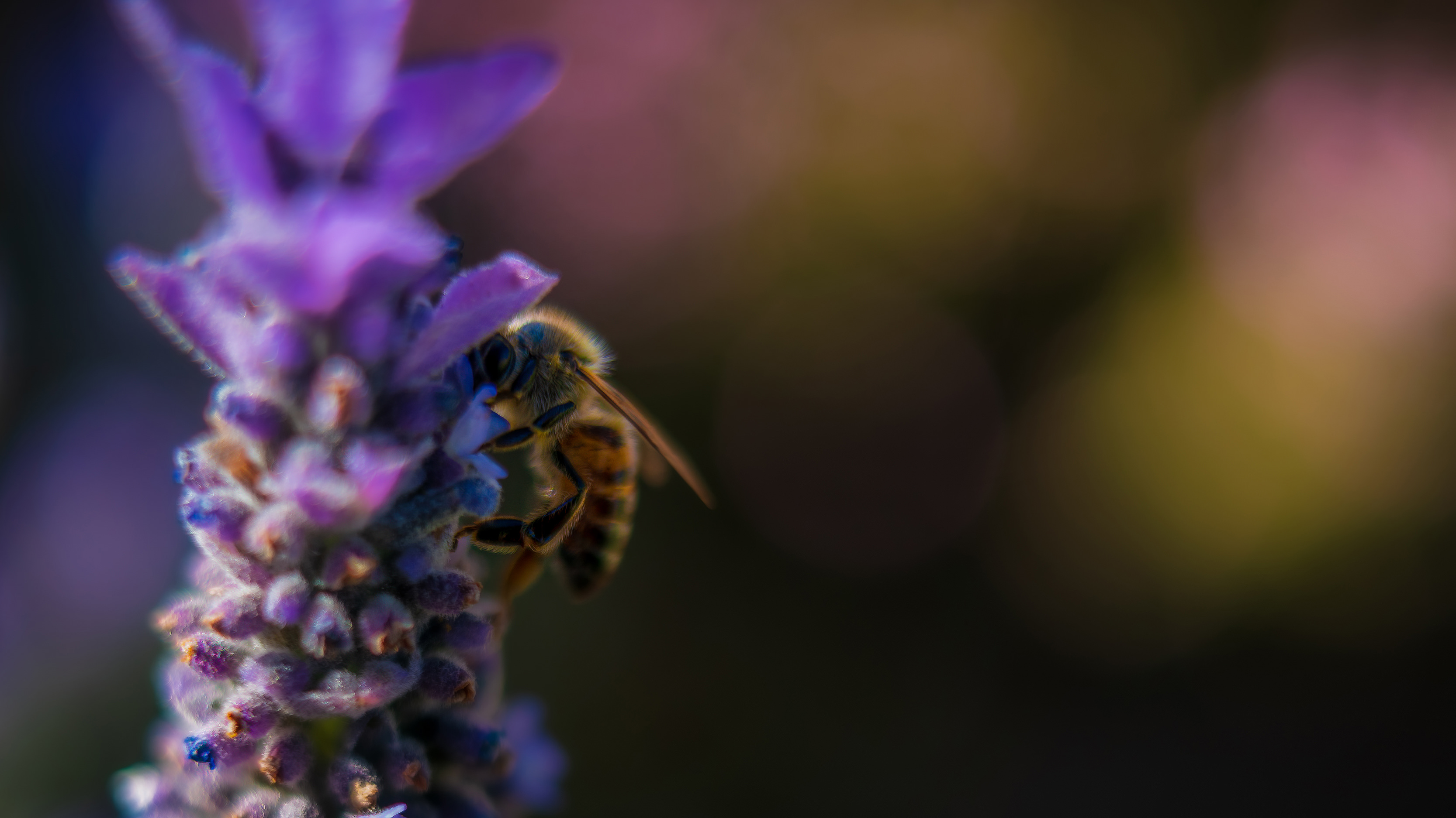 Bee Deep In A Flower
