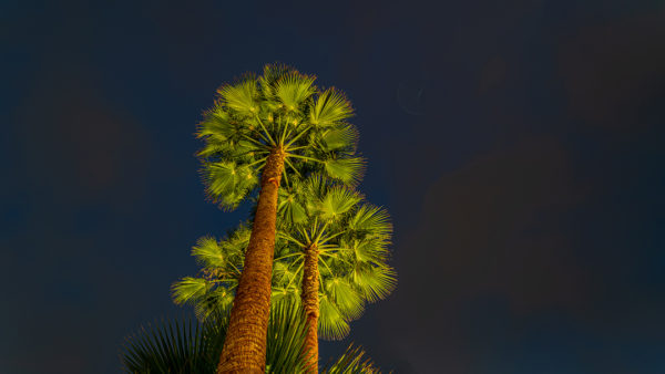 Palm Trees In The Dark