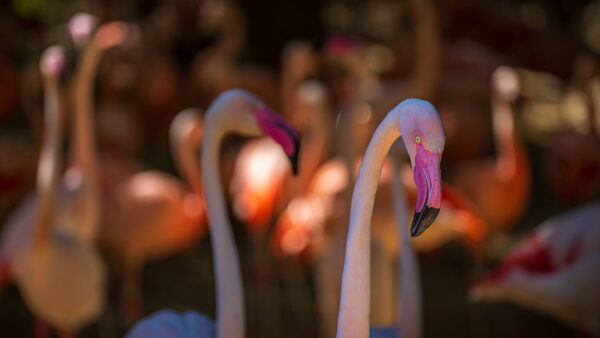 it would be the flamingos