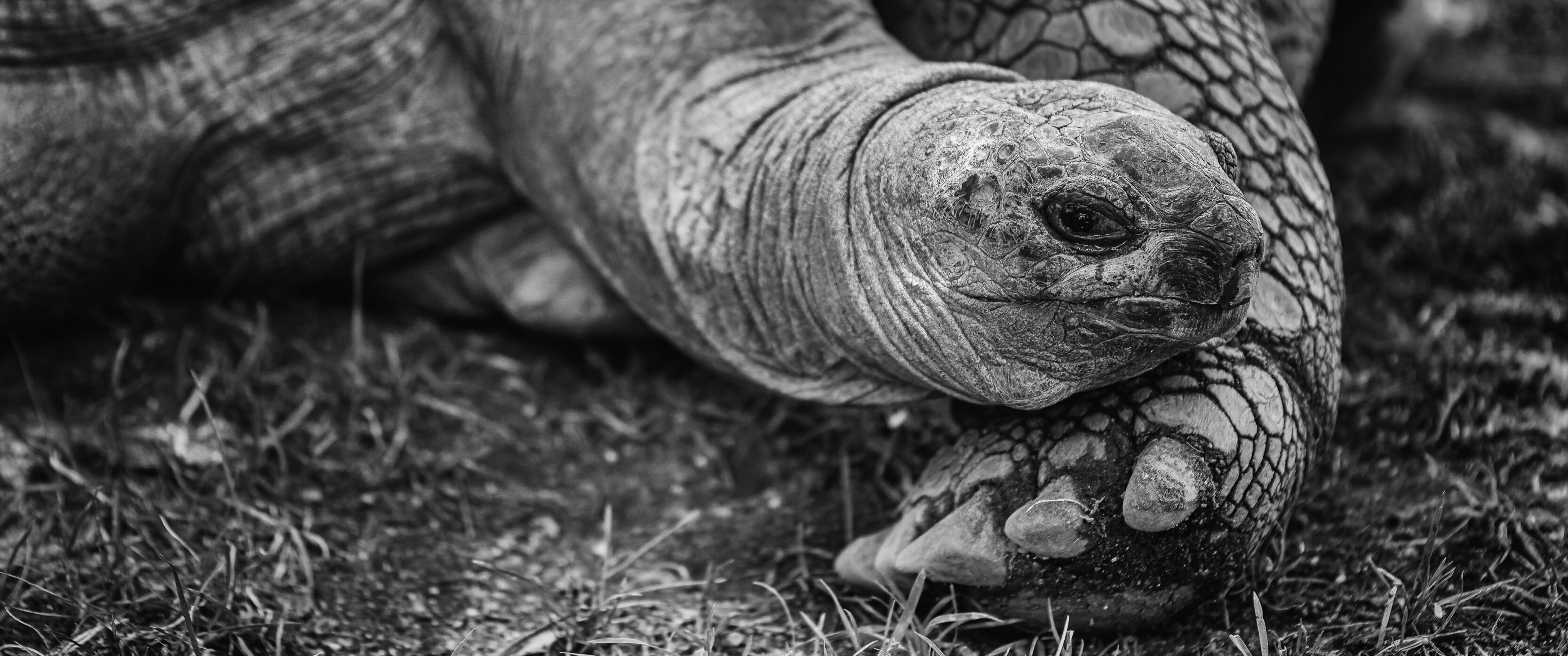Black And White Aldabra Tortoise