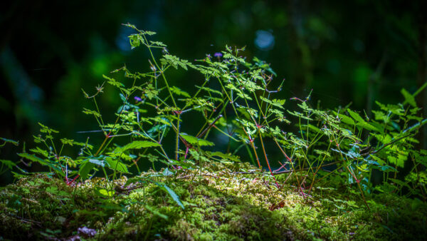 A Tiny World in Goldstream Provincial Park