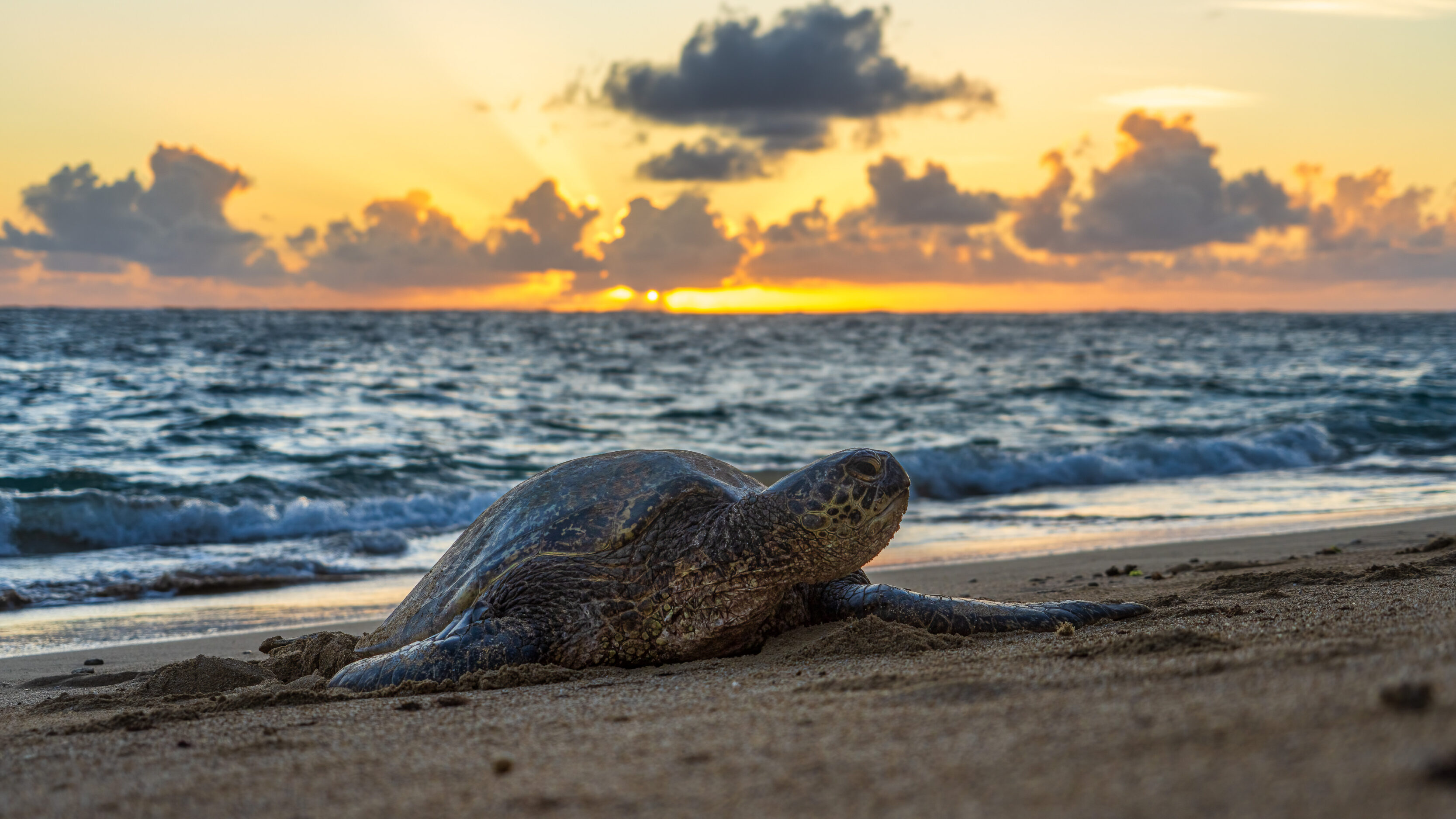 Sunrise And Sea Turtles In Punalu'u