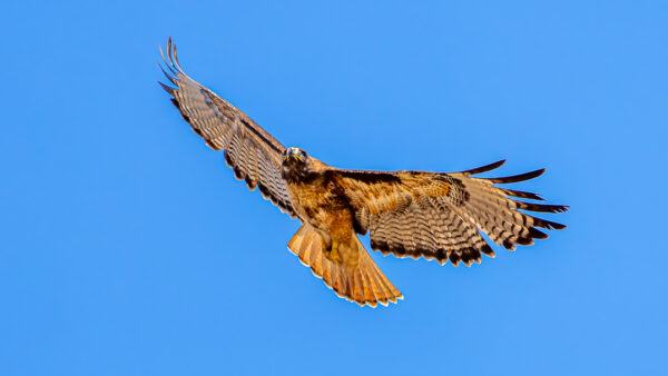 A Hawk: This Is Why I've Wanted A Long Lens For A Long Time