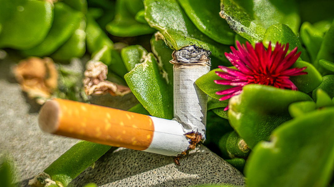 signal cigarettes price Signal Menthol Cigars | Filtered Cigars