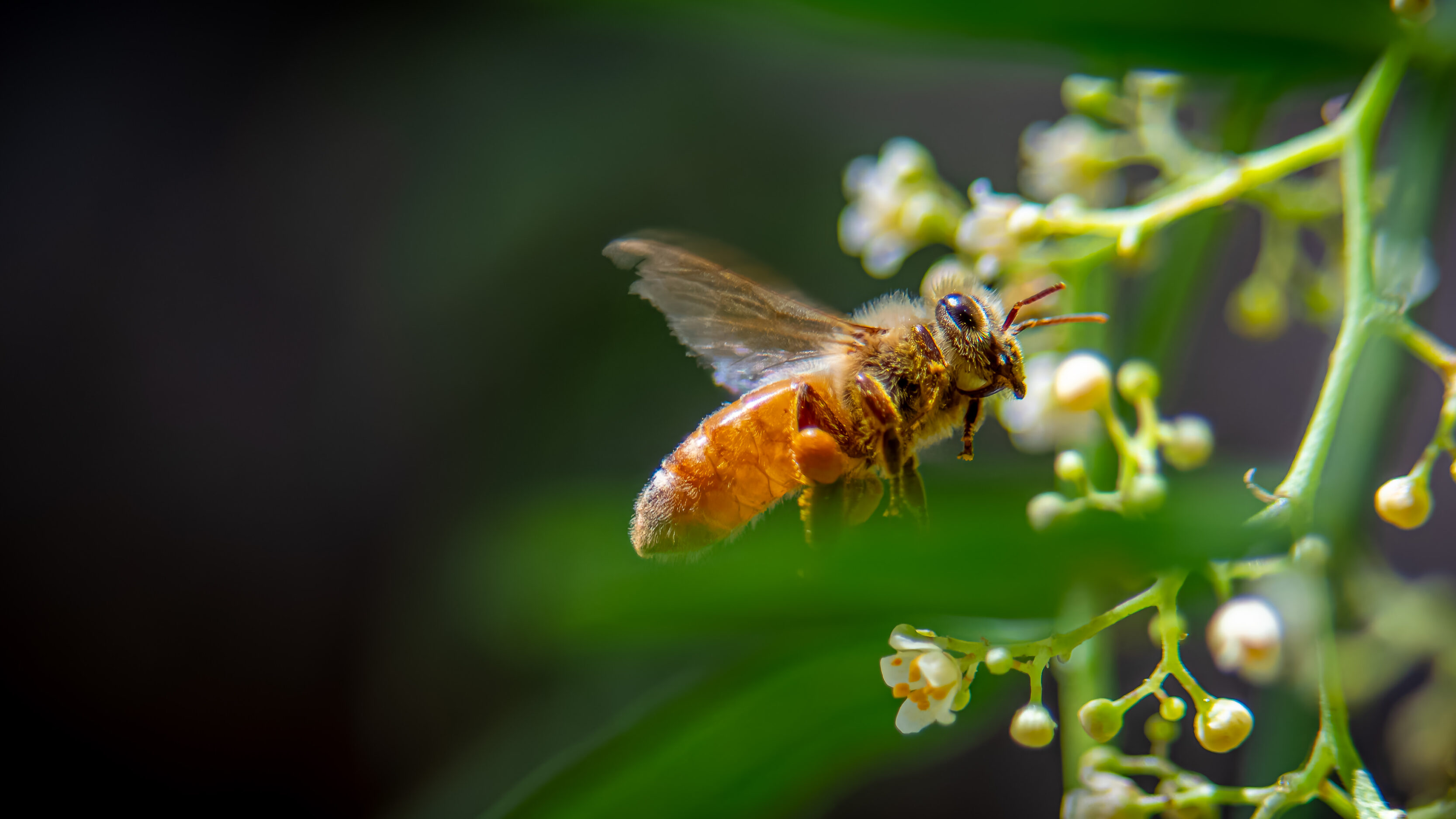 Patience and the zen of bee photography