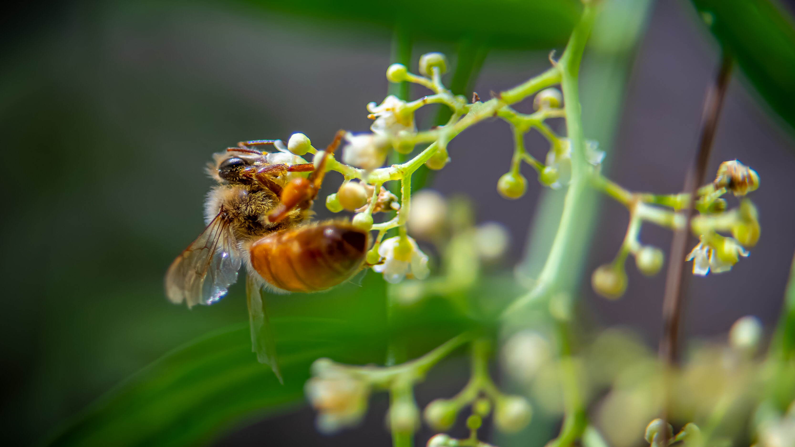 Patience and the zen of bee photography