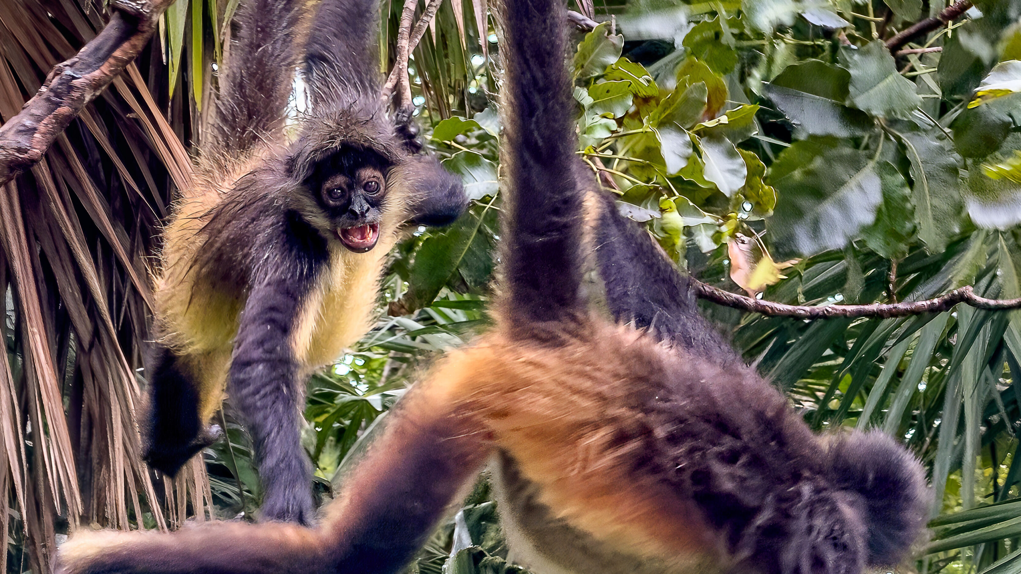 The Monkeys At Ocean Riviera Paradise