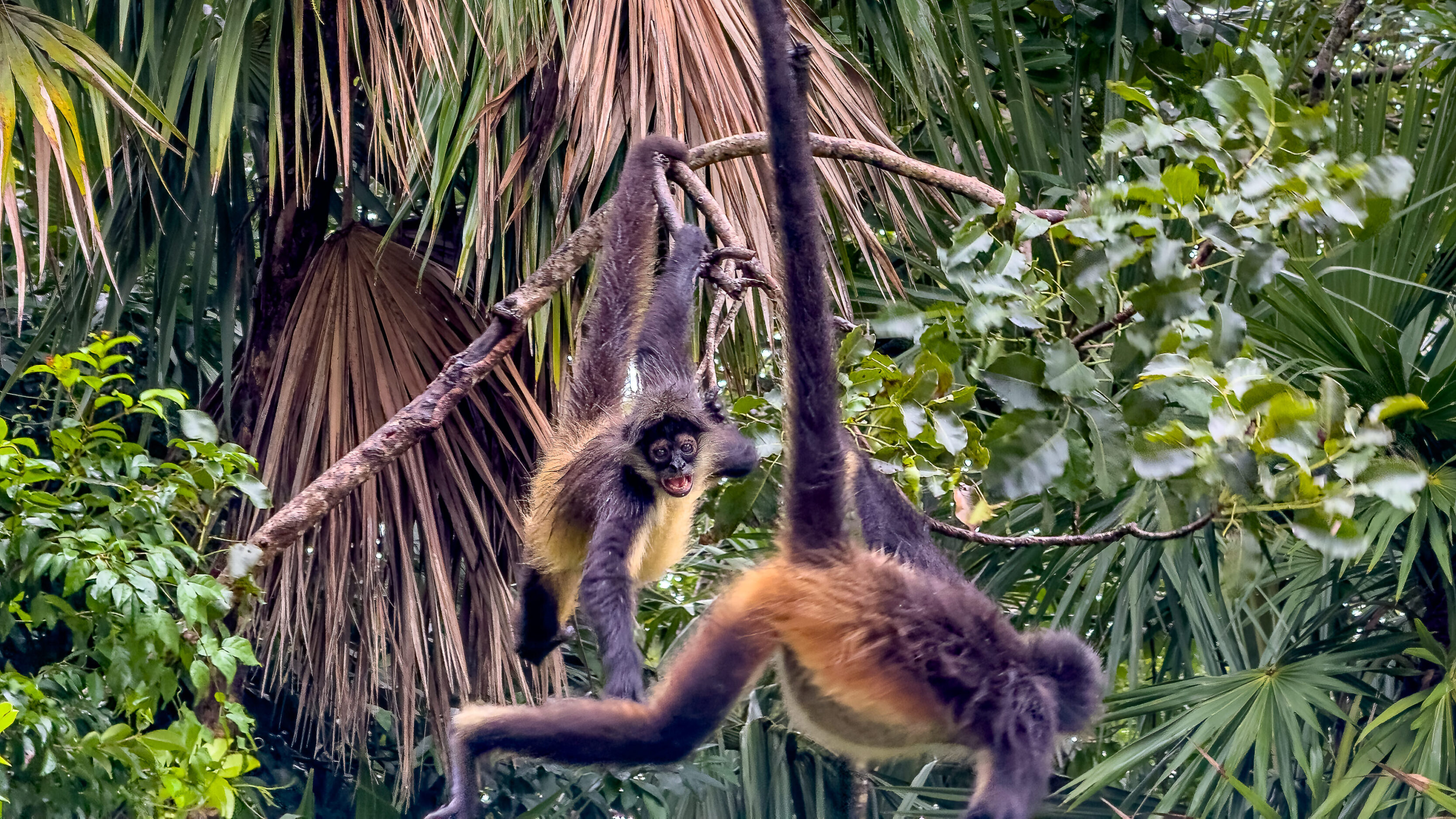 The Monkeys At Ocean Riviera Paradise