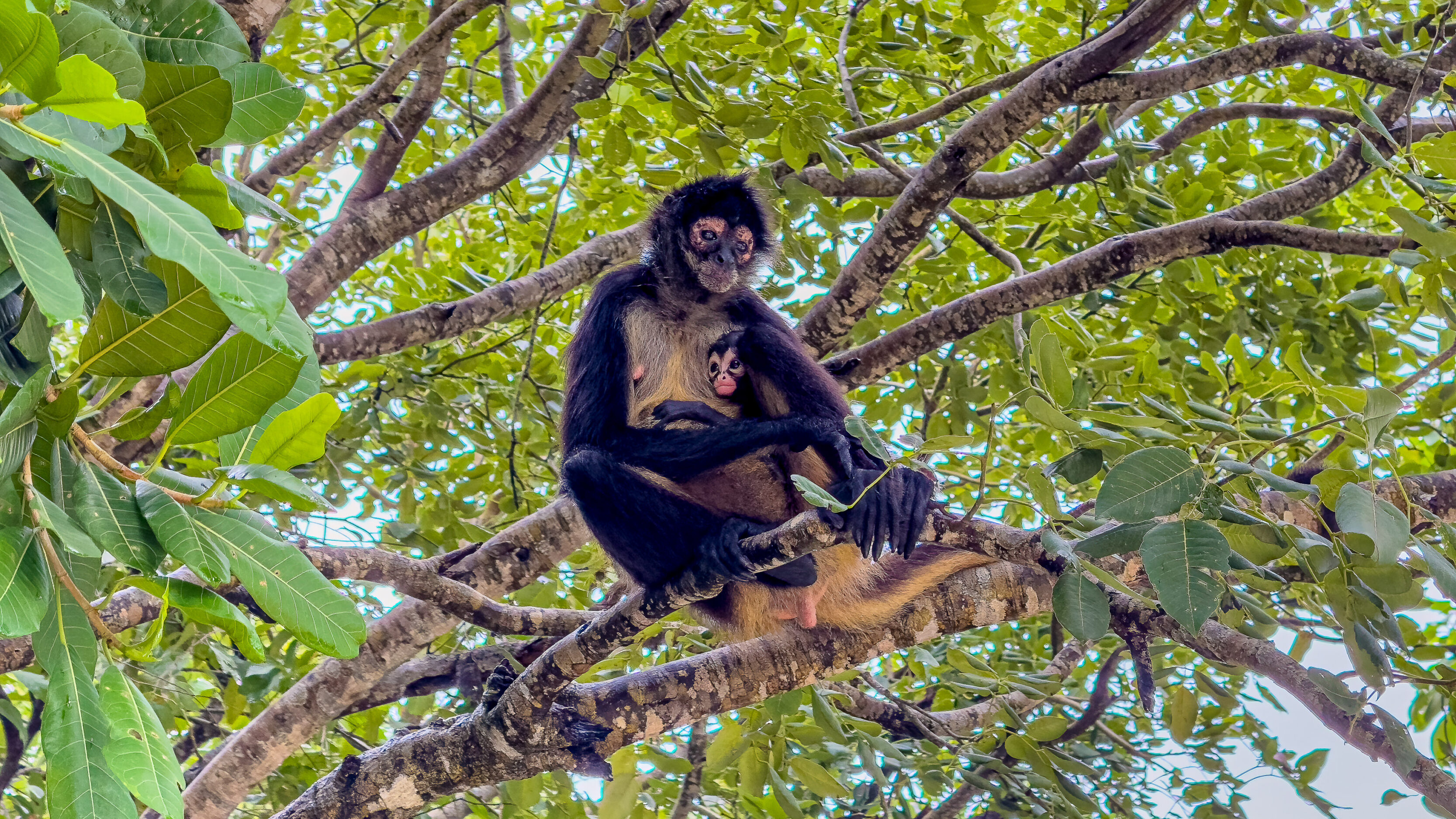 The Monkeys At Ocean Riviera Paradise