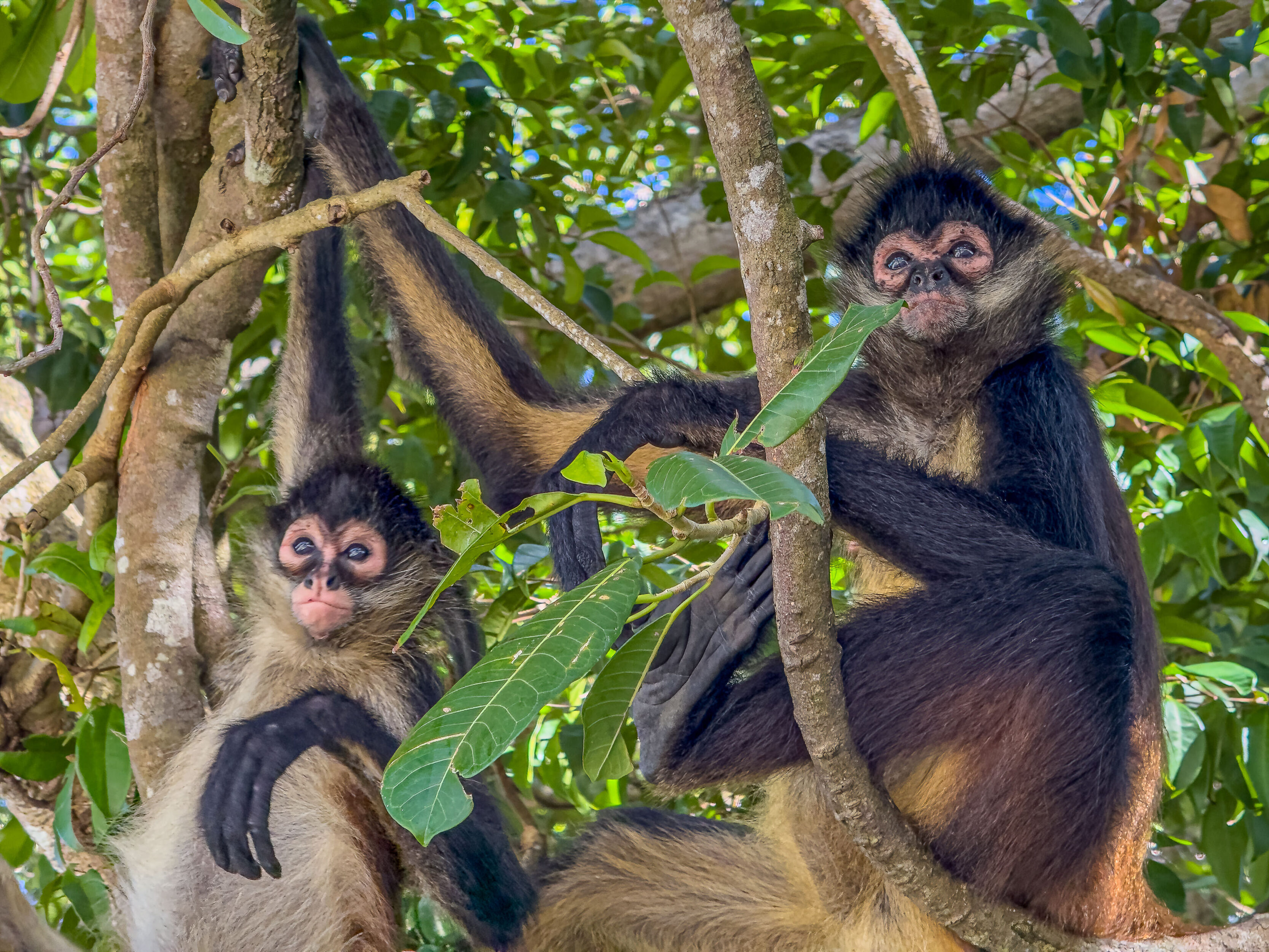 The Monkeys At Ocean Riviera Paradise