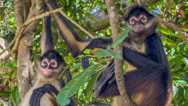 The Monkeys At Ocean Riviera Paradise