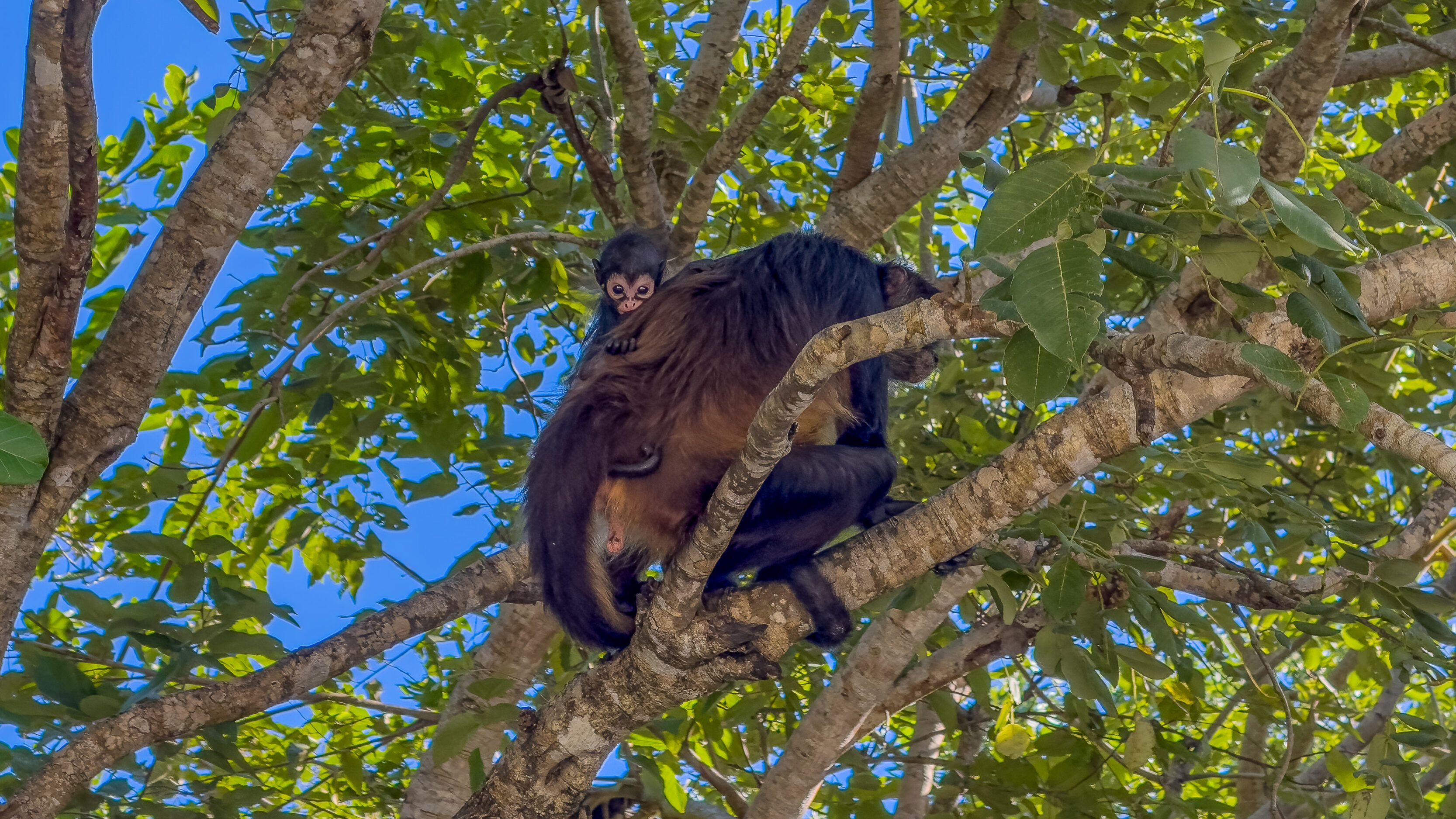 The Monkeys At Ocean Riviera Paradise