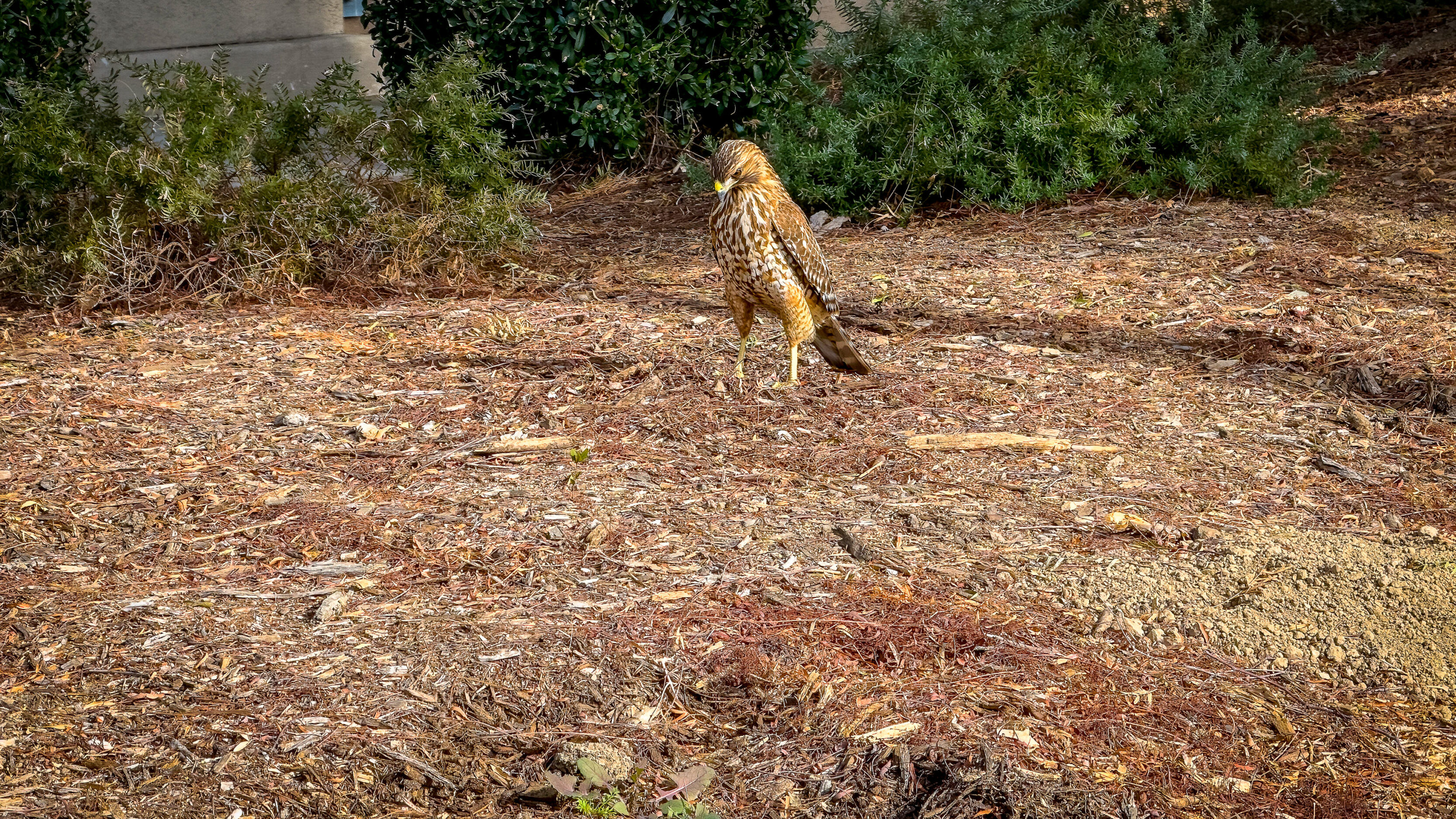 Red-tailed Hawk