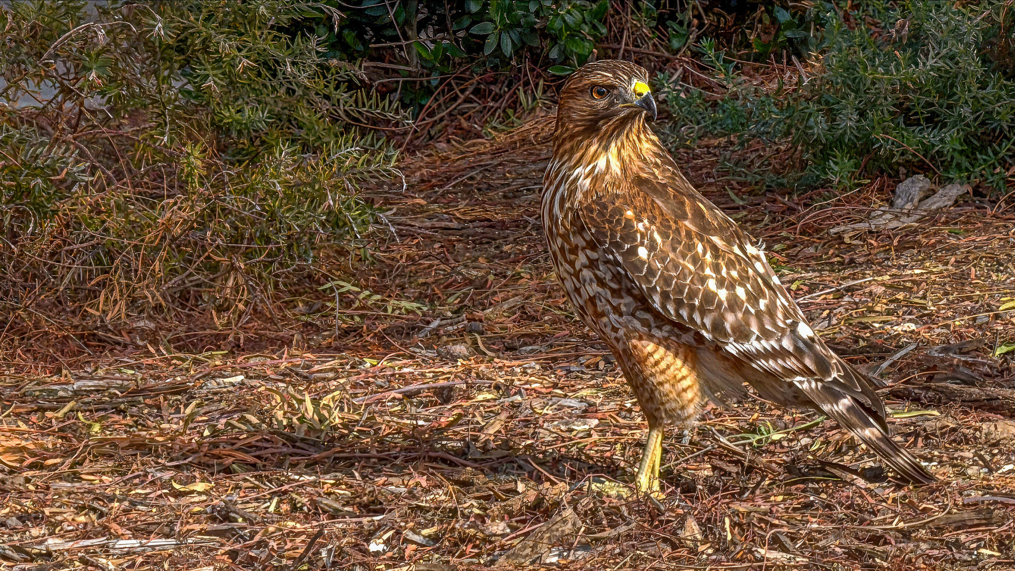 Red-tailed Hawk