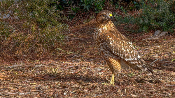 Red-tailed Hawk