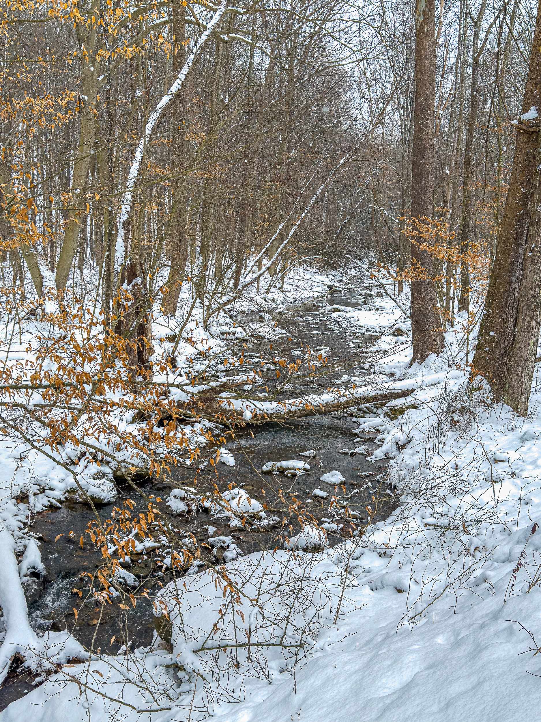 A West Virginia Creek In Winter