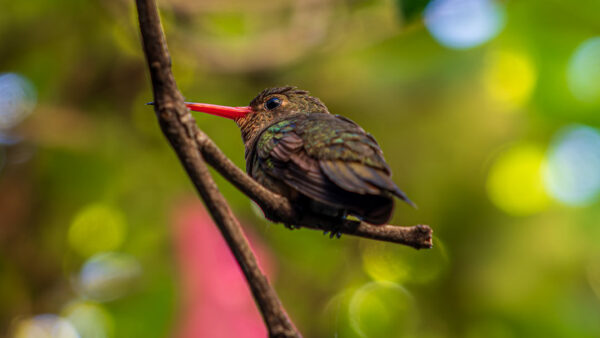 a hummingbird in colonia del sacramento