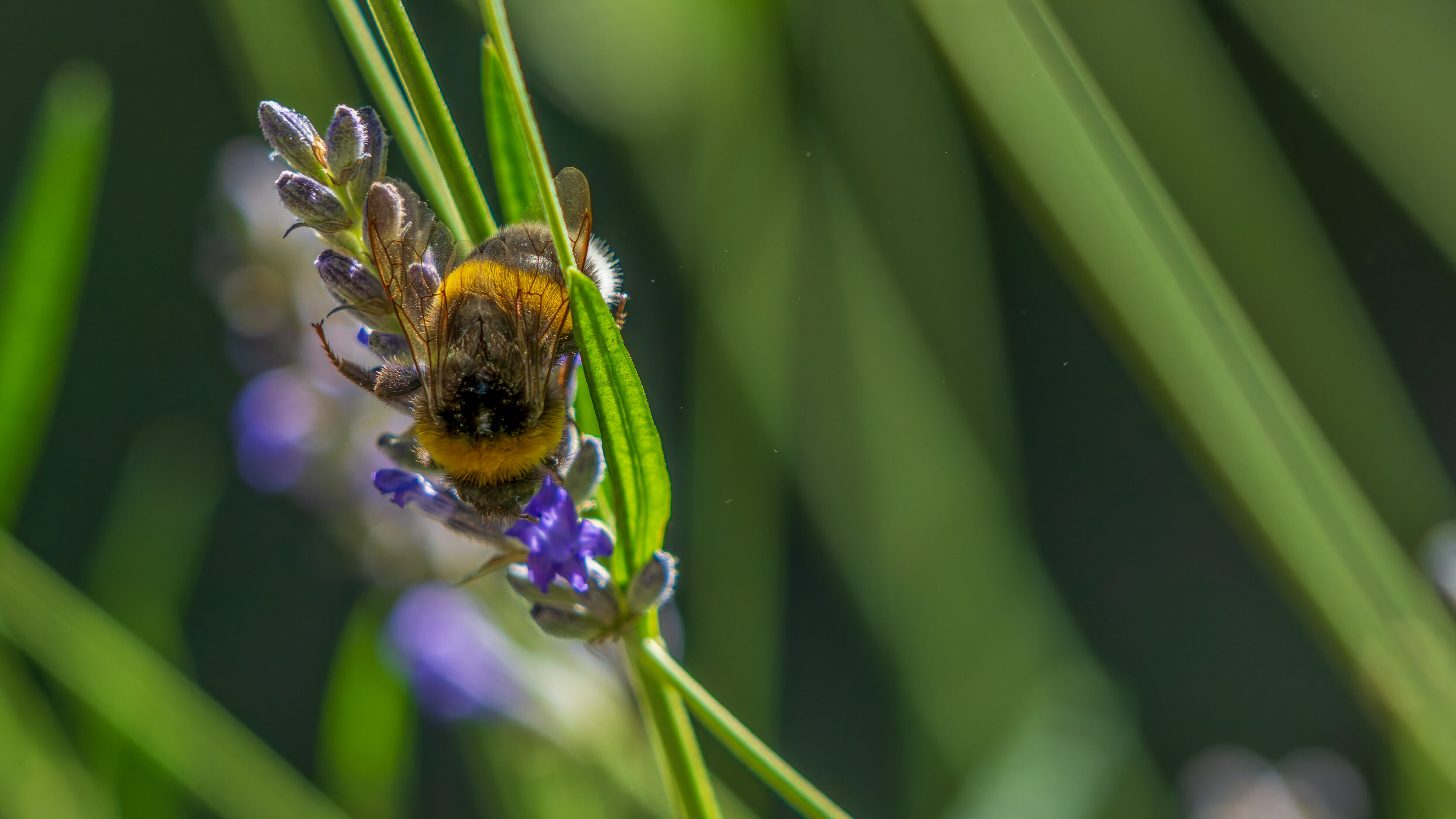 The Size Of Patagonian Bees