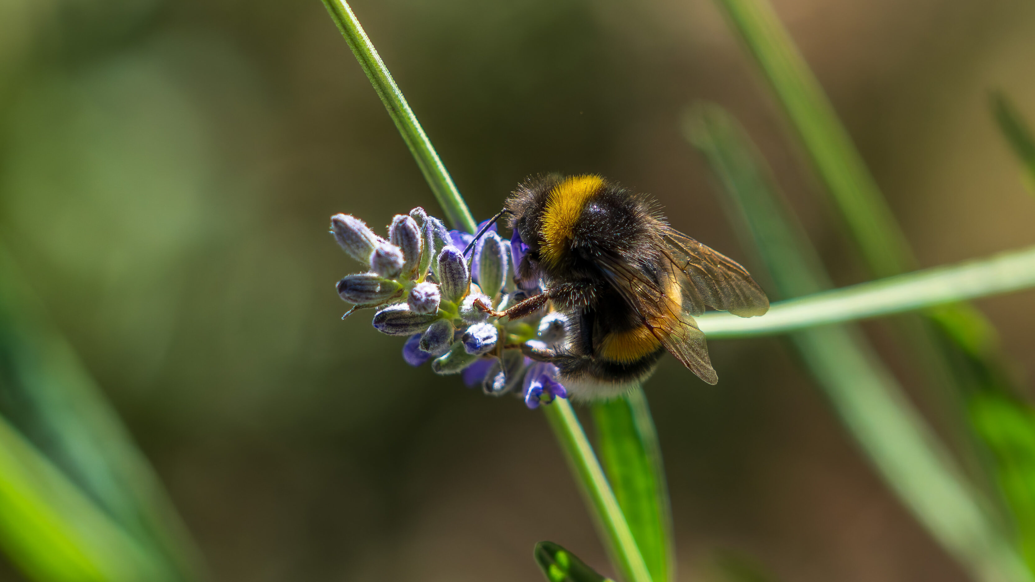 The Size Of Patagonian Bees