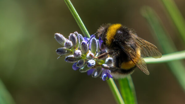 The Size Of Patagonian Bees