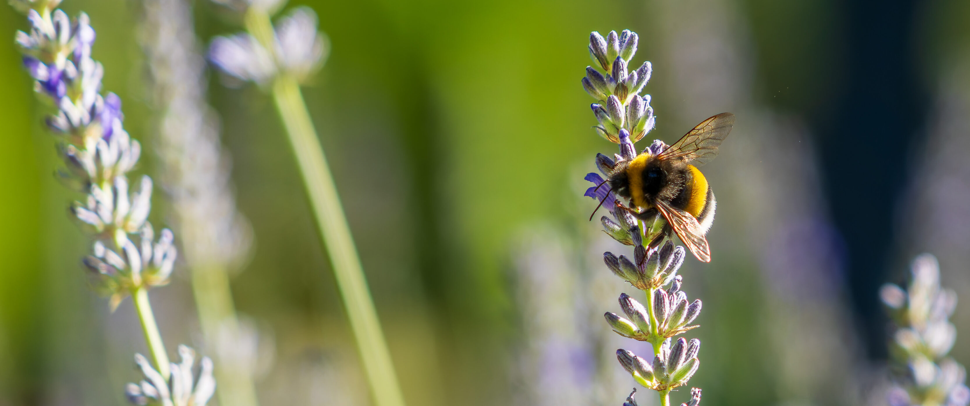 The Size Of Patagonian Bees